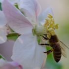 Biene und Apfelblüte
