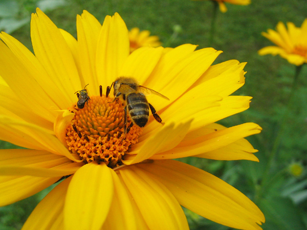 Biene und Bienchen in trauter Eintracht