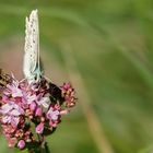 Biene und Bläuling auf Dost 001 