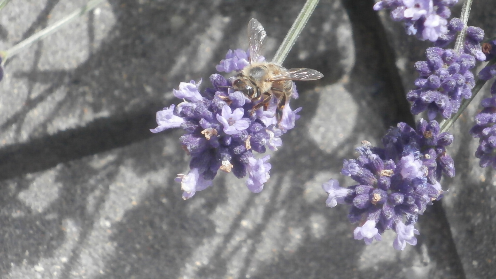 biene und blümchen^^