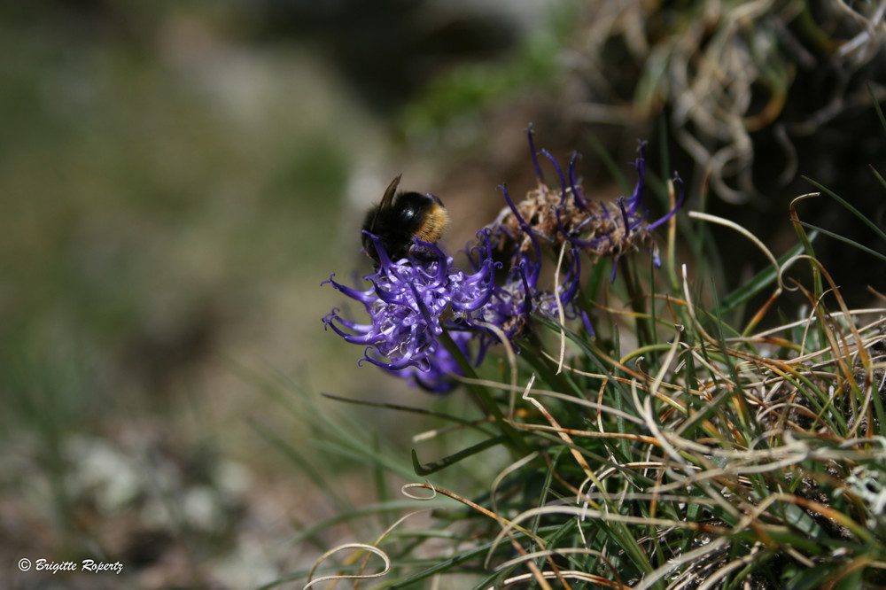 Biene und Blüte