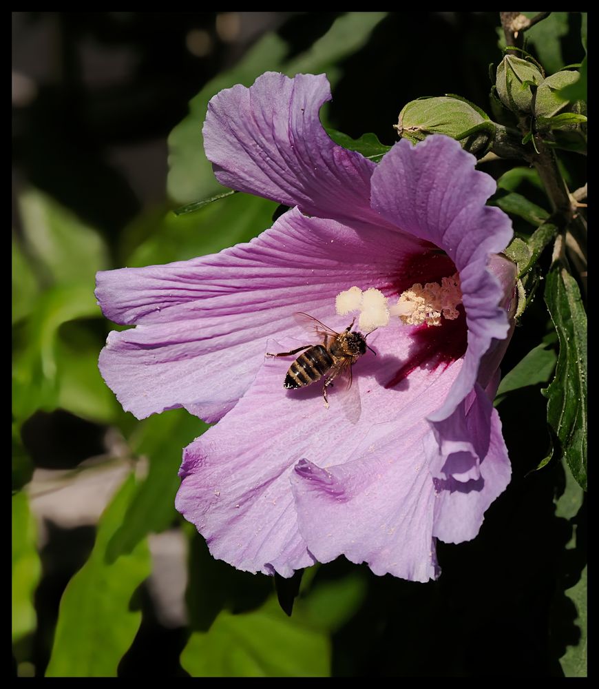 Biene und Blüte 2