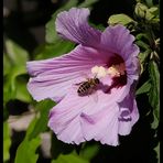 Biene und Blüte 2