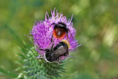 Biene und Blüte 2 im Naturschutzgebiet Hallerey Dortmund