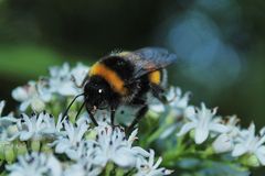 Biene und Blüte 4 im Naturschutzgebiet Hallerey Dortmund