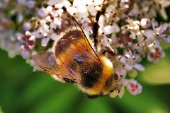 Biene und Blüte 5 im Naturschutzgebiet Hallerey Dortmund