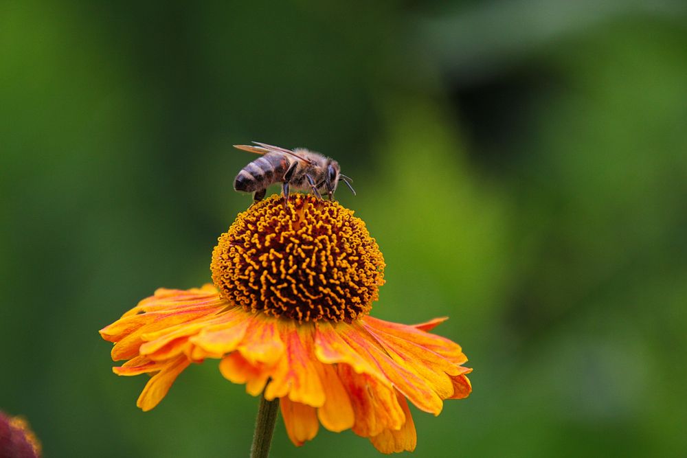Biene und Blüte