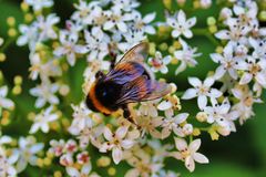 Biene und Blüte 6 Im Naturschutzgebiet Hallerey Dortmund