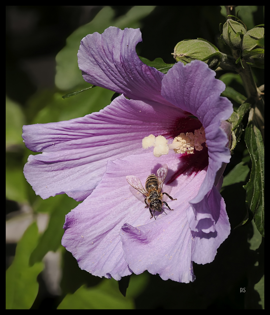 Biene und Blüte