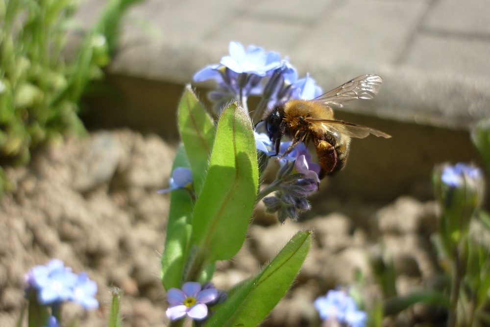 Biene und Blüte