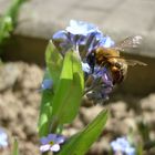 Biene und Blüte