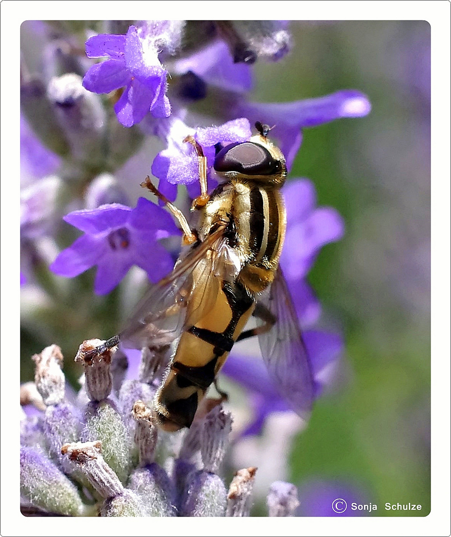 Biene und Blüte