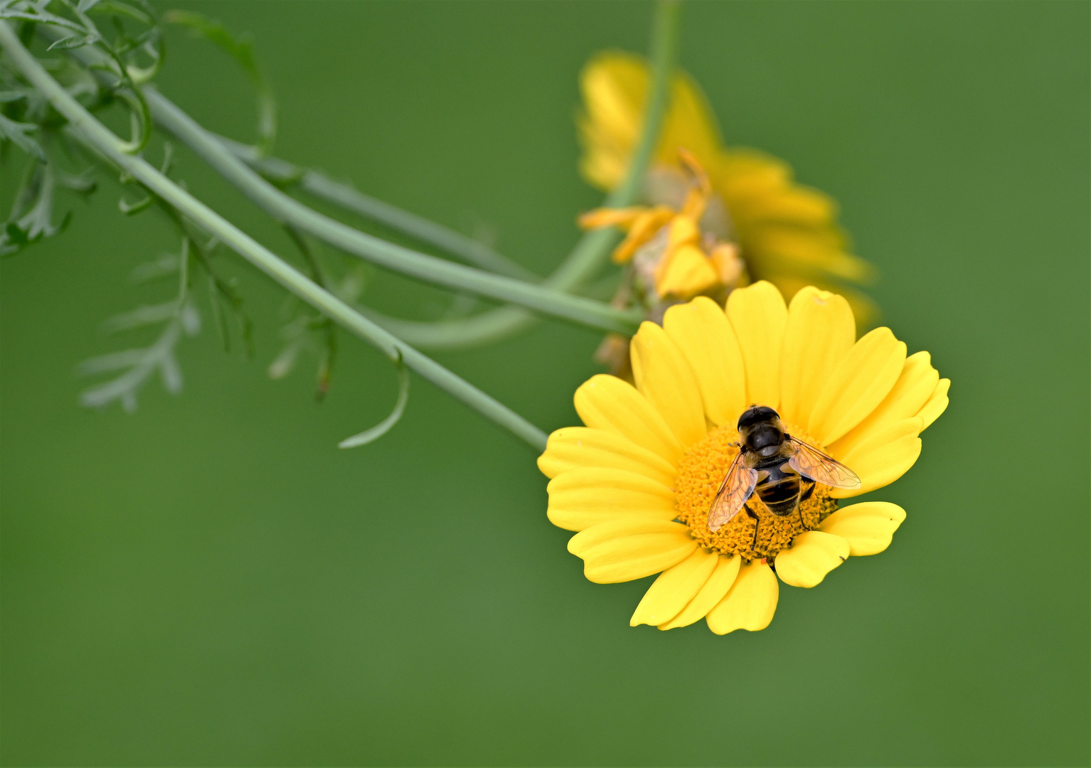 Biene und Blüte