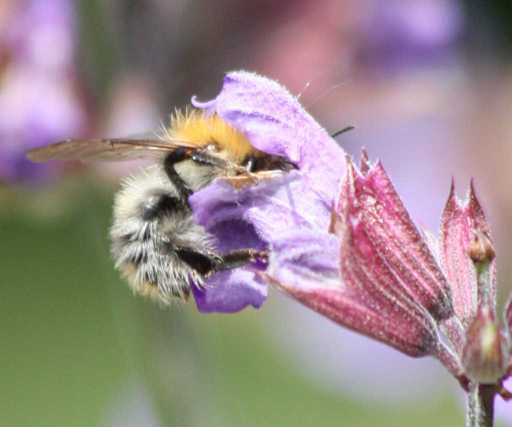 Biene und Blüte