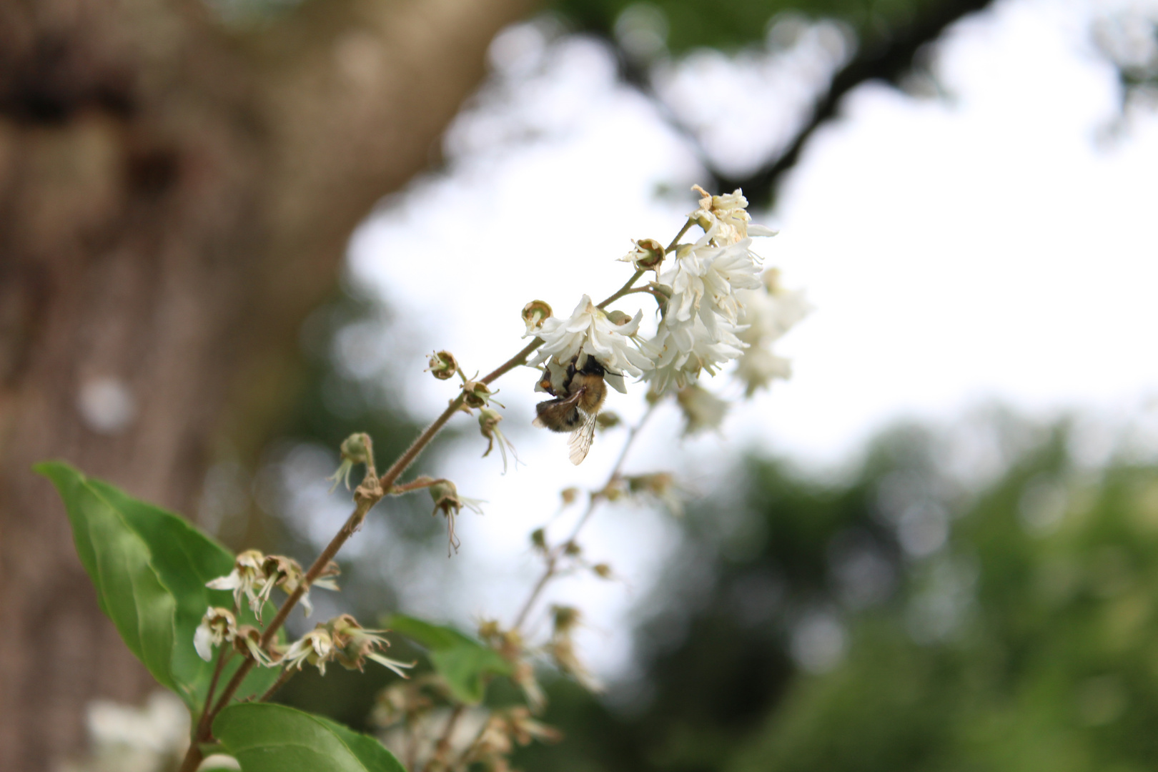 Biene und Blüte