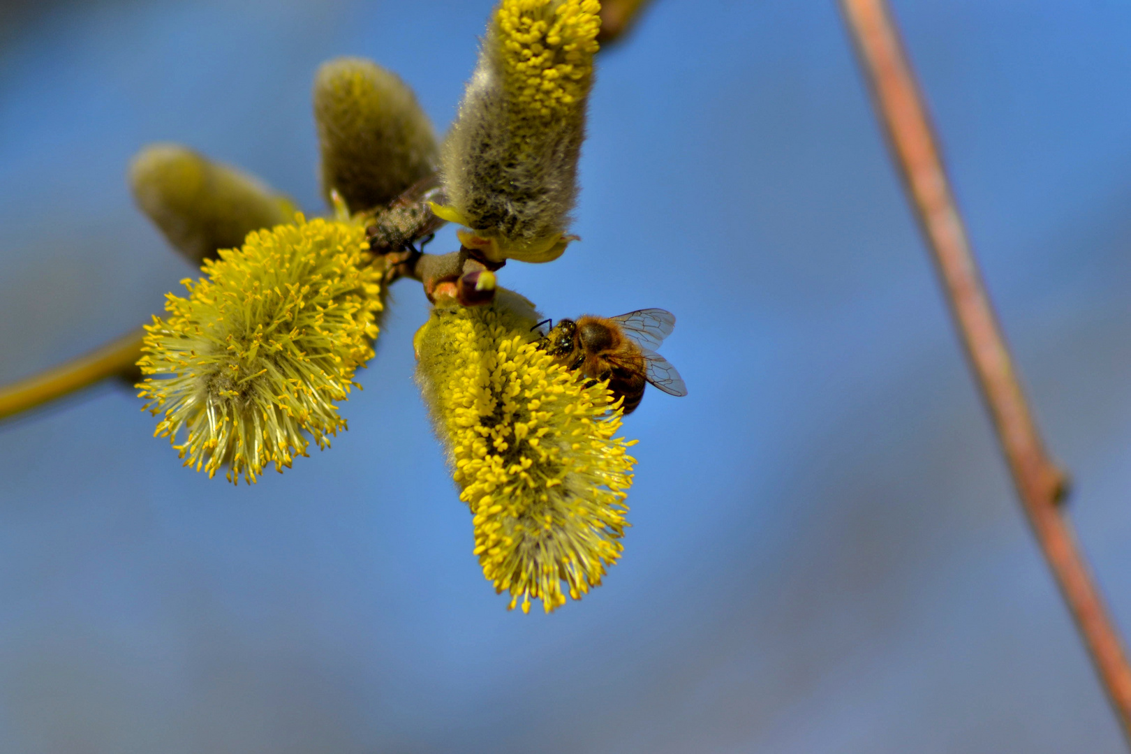 Biene und Blüte im Einklang