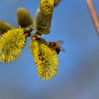 Biene und Blüte im Einklang