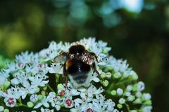 Biene und Blüte im Naturschutzgebiet Hallerey Dortmund