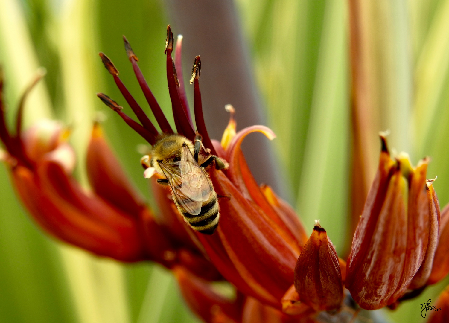 Biene und Blume