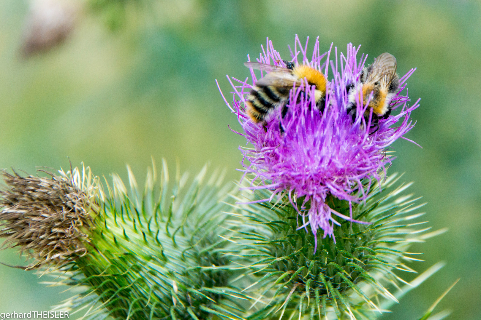 Biene und Blume