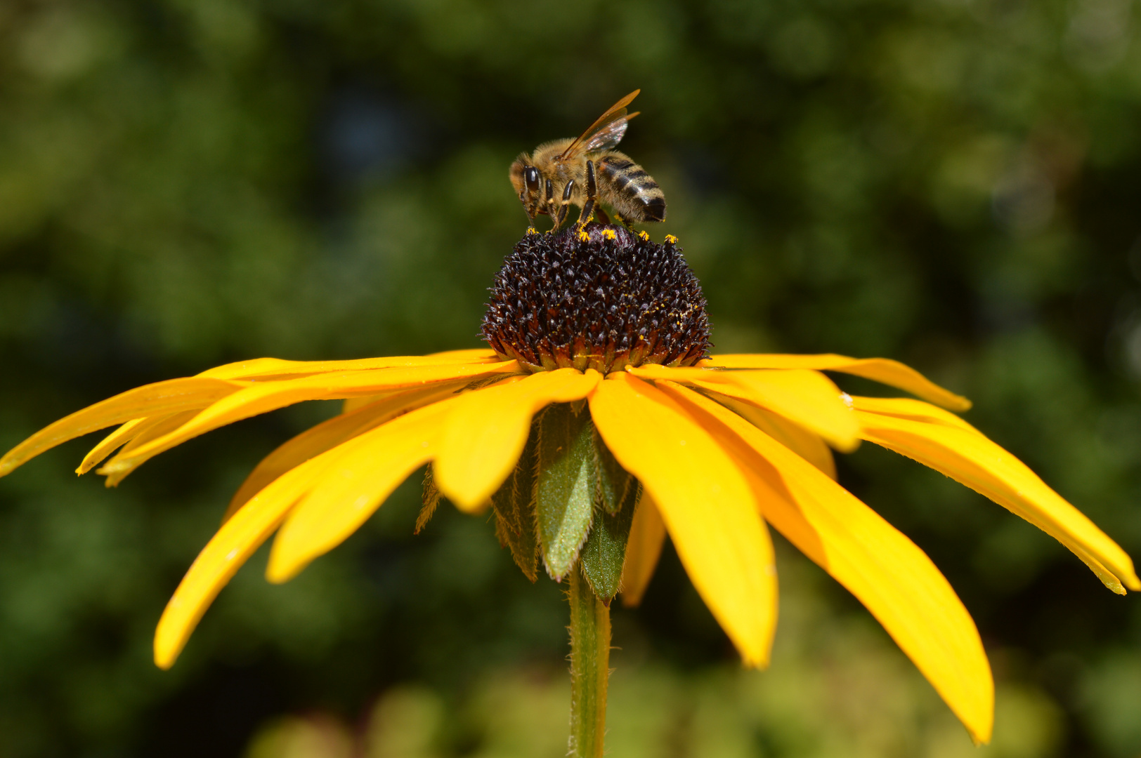 Biene und Blume