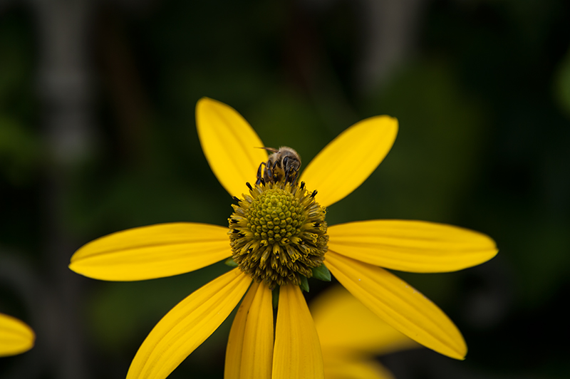 Biene und Blume