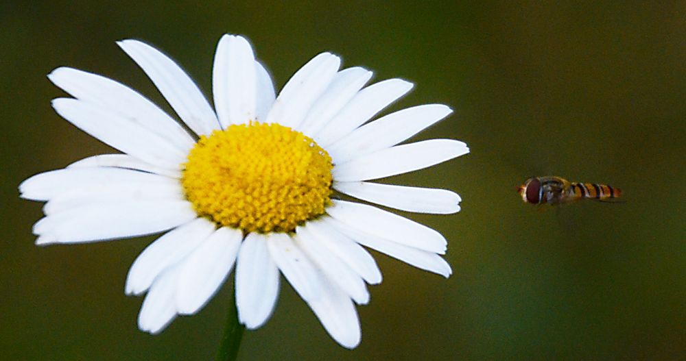 Biene und Blume