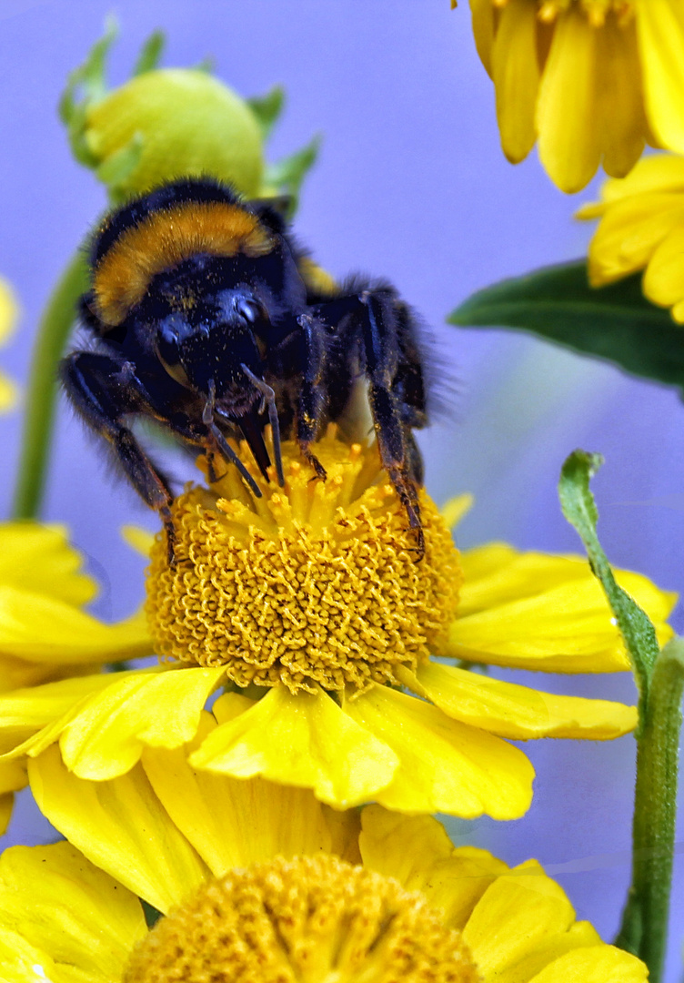 Biene und Blume