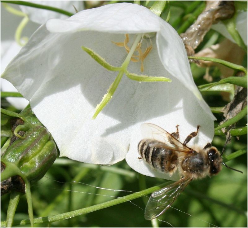 Biene und Blume