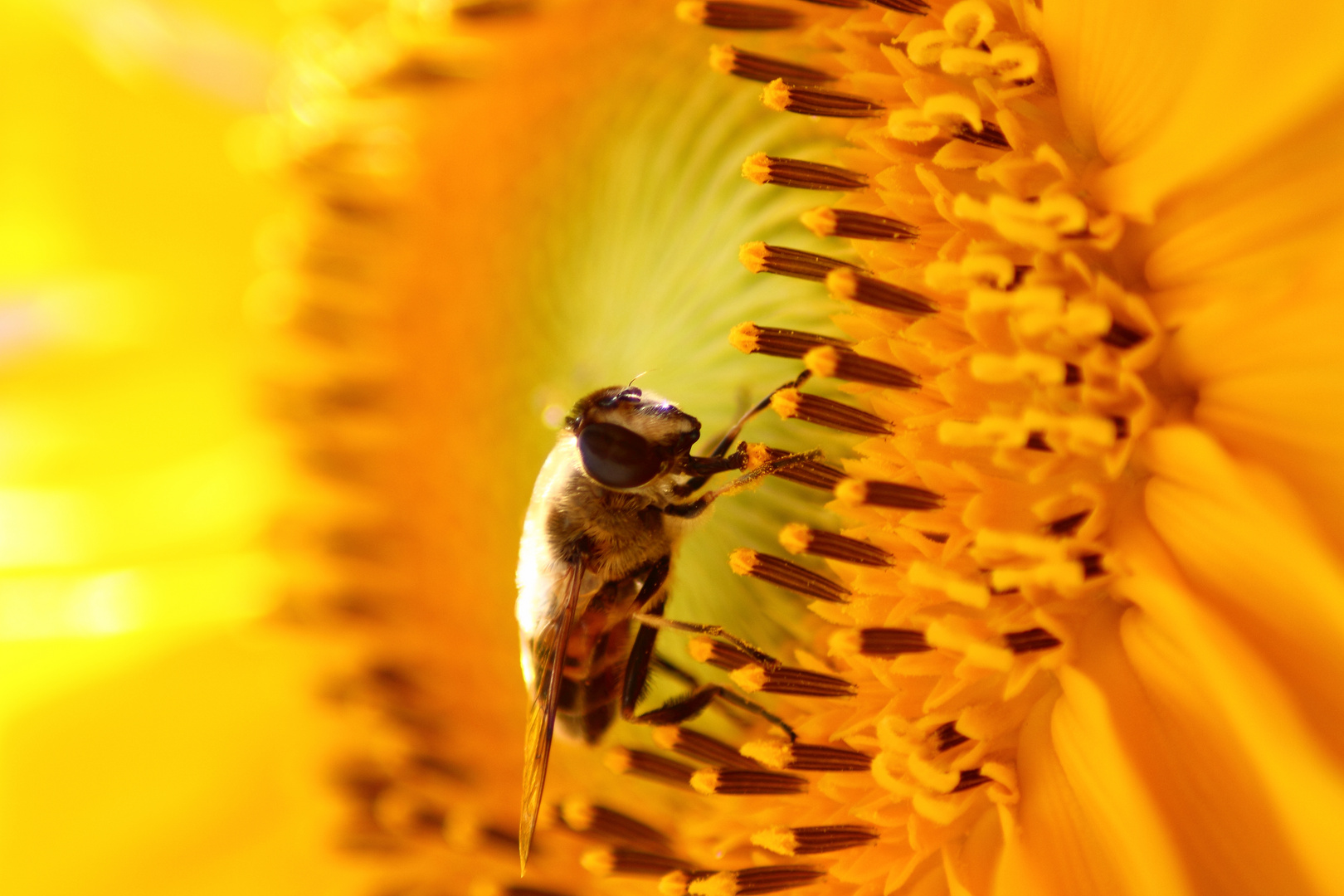 Biene und Blume