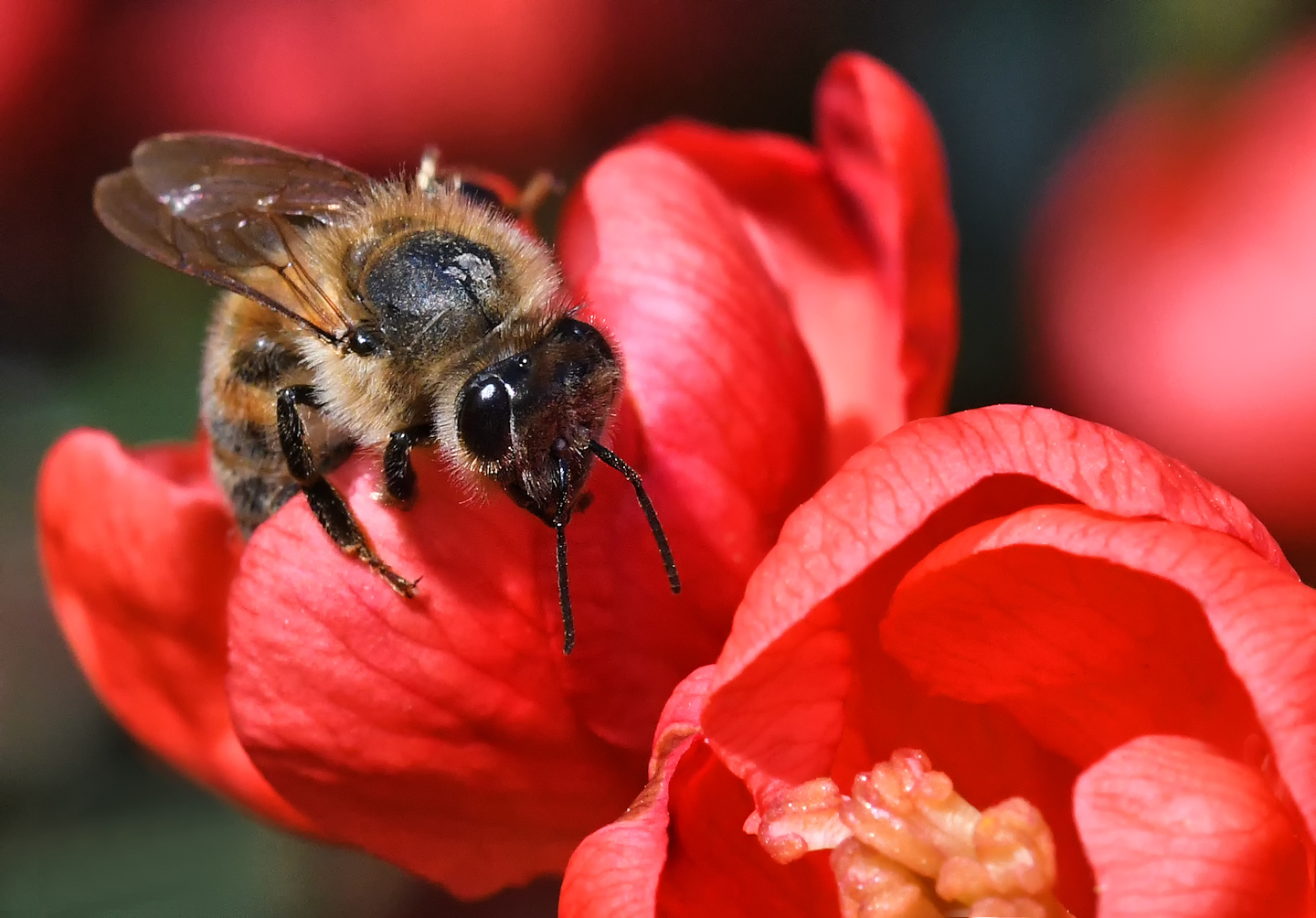 Biene und Blume