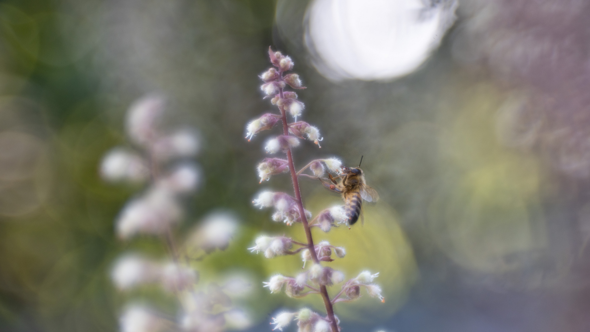 Biene und Bokeh