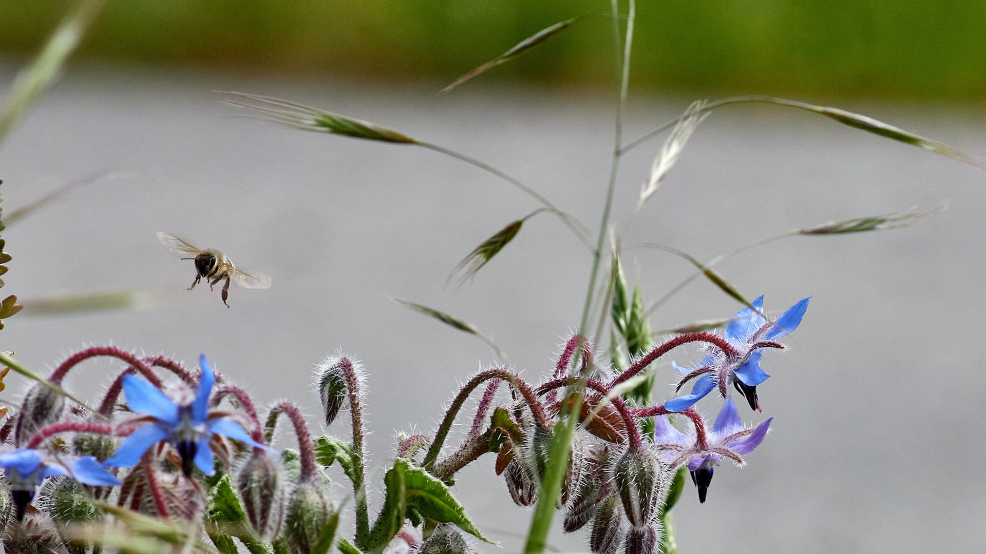 Biene und Borretsch 2