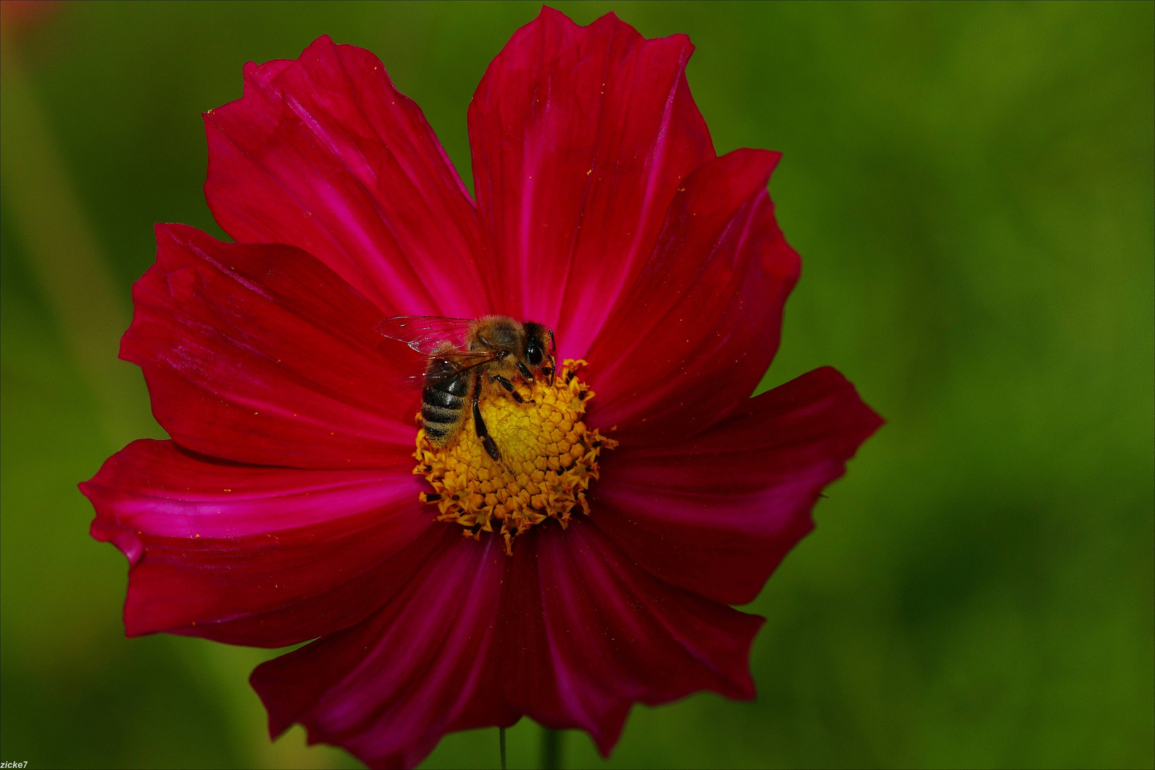 Biene und Cosmea