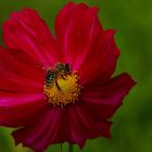 Biene und Cosmea