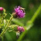 Biene und Distel