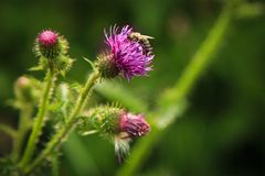 Biene und Distel