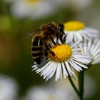 Biene und Feinstrahl