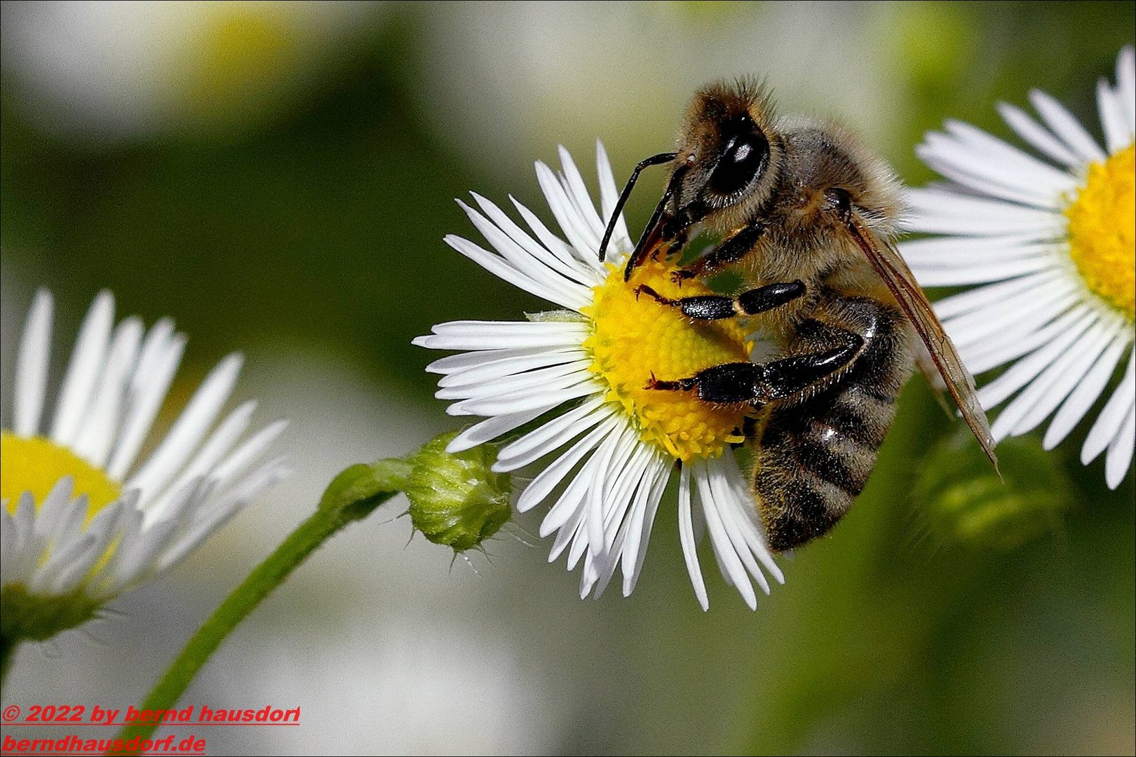 Biene und Feinstrahl