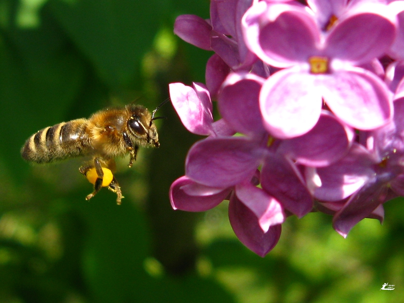 Biene und Flieder