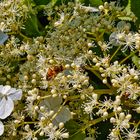 Biene und Fliege auf Kletterhortensie