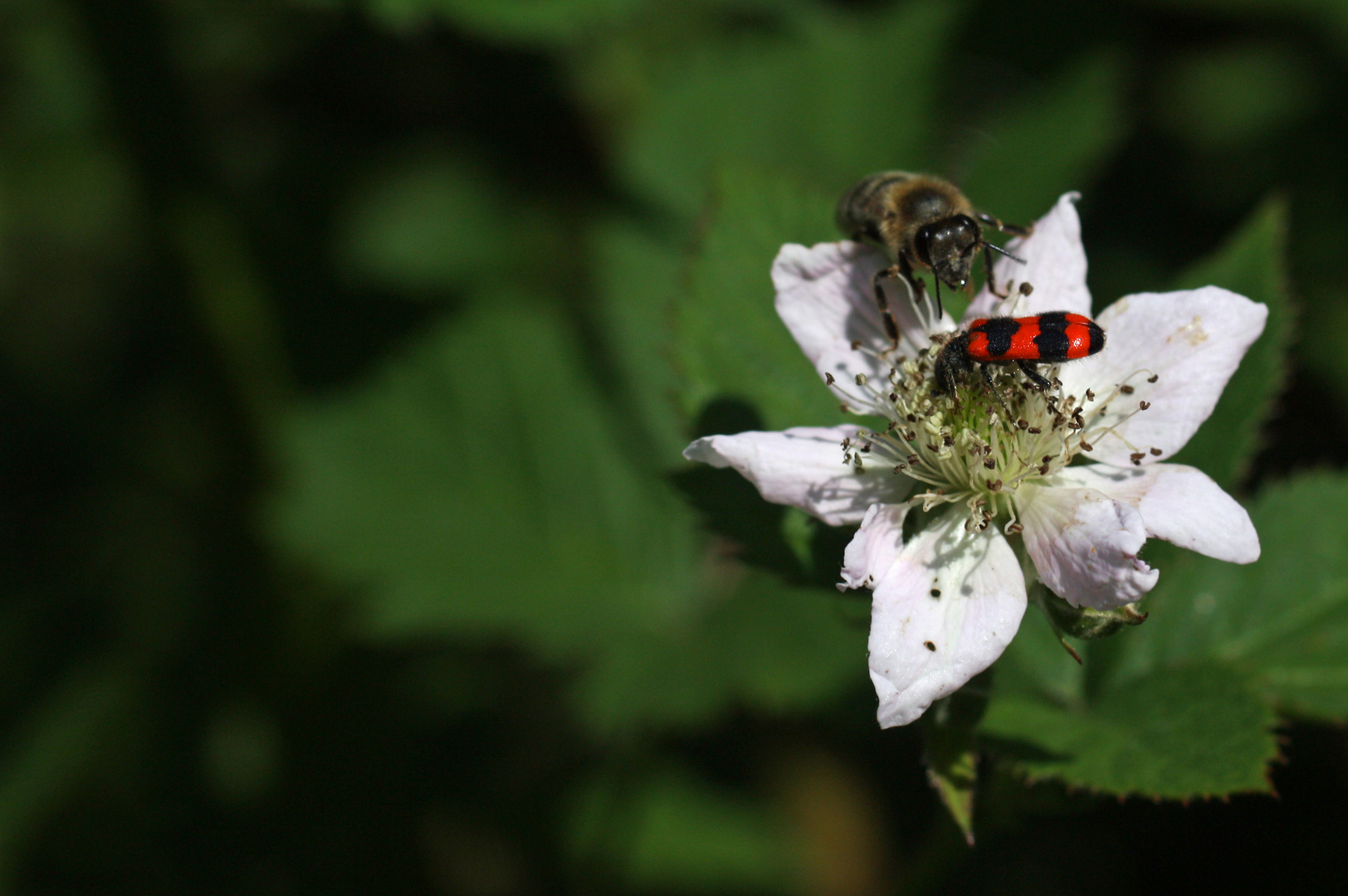 Biene und gemeiner Bienenkäfer in einer Brombeerblüte