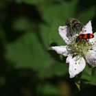 Biene und gemeiner Bienenkäfer in einer Brombeerblüte