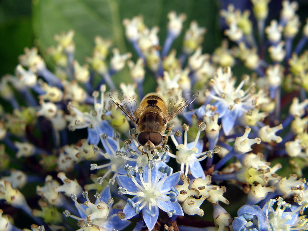 Biene und Hortensie von Rese 