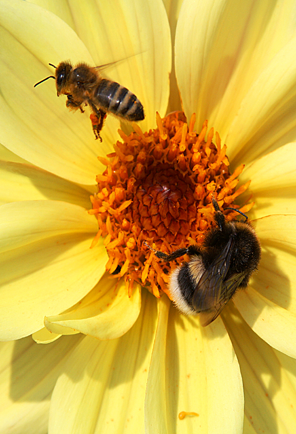 Biene und Hummel