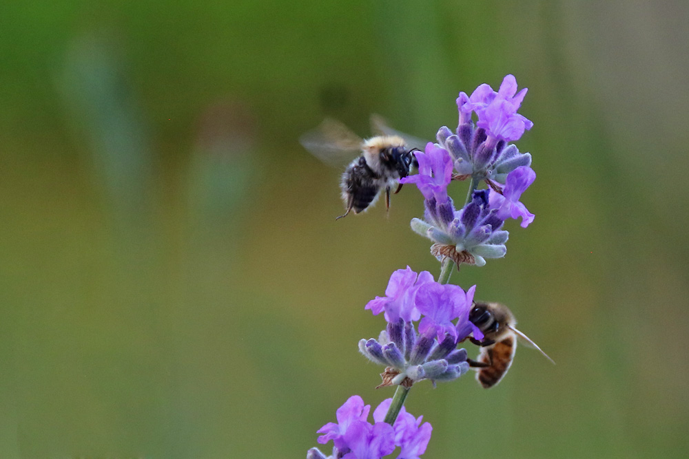 Biene und Hummel am Lavendel