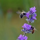 Biene und Hummel am Lavendel