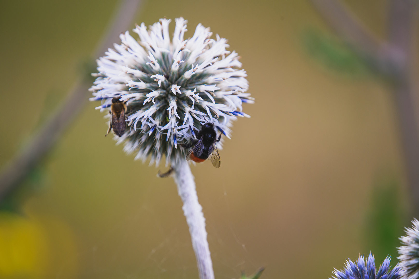 Biene und Hummel beim sammeln auf einer Kugeldistel im Sommer