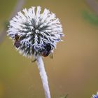 Biene und Hummel beim sammeln auf einer Kugeldistel im Sommer