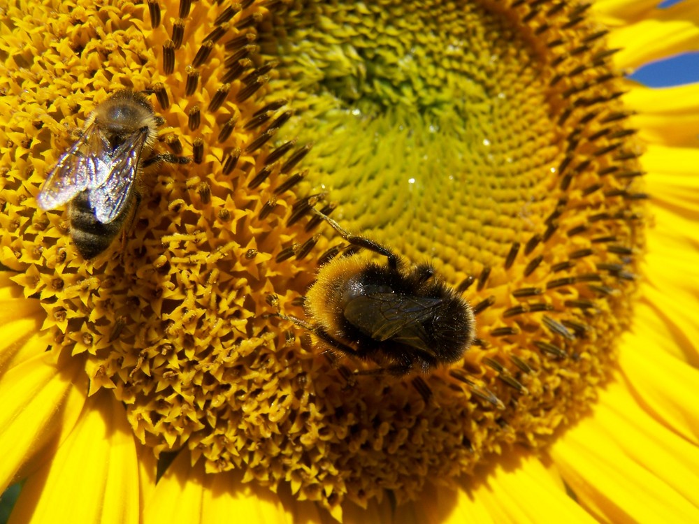 Biene und Hummel Foto & Bild | tiere, wildlife, insekten Bilder auf fotocommunity
